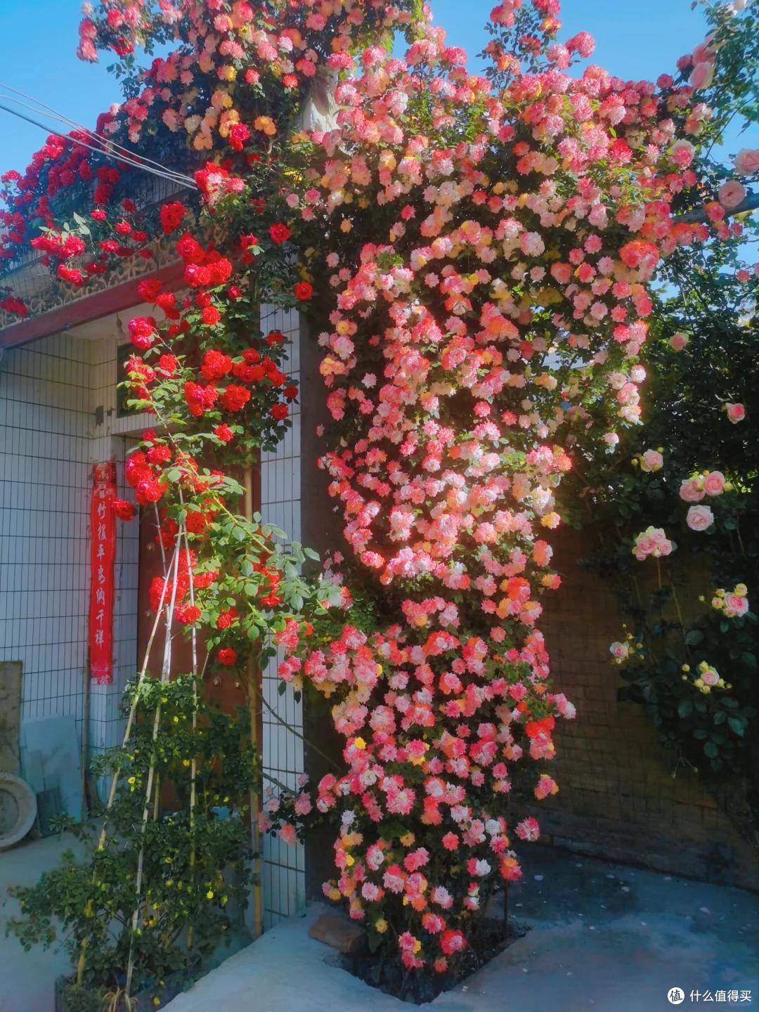 江苏一小伙晒“院子里月季花”,网友:一个破轮胎,还这么美,牛