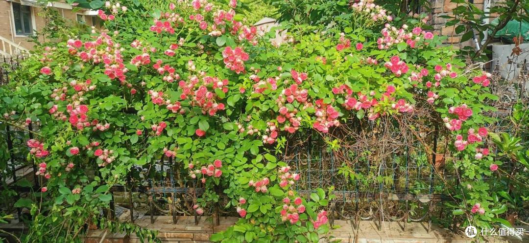 江苏一小伙晒“院子里月季花”,网友:一个破轮胎,还这么美,牛