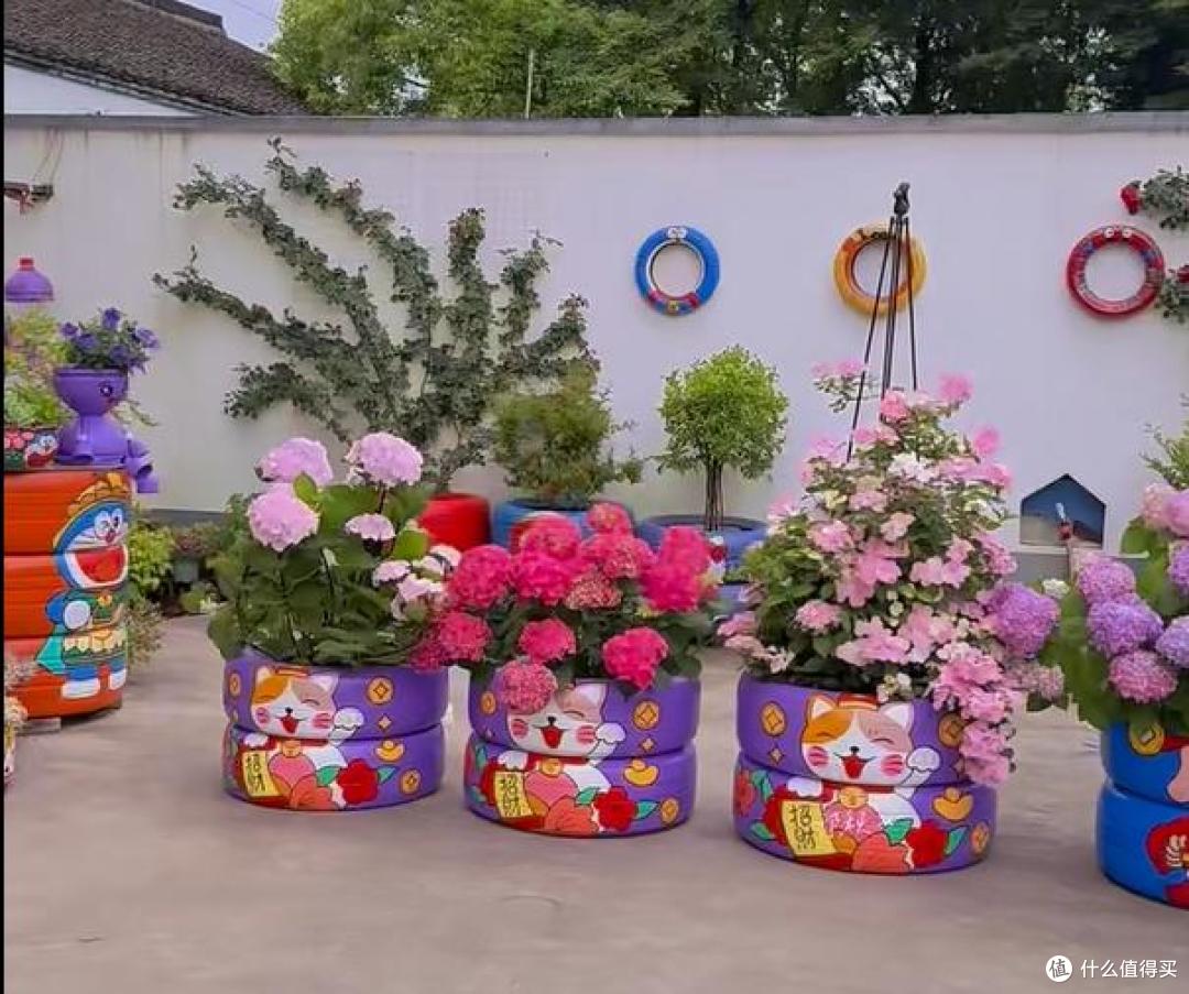 江苏一小伙晒“院子里月季花”,网友:一个破轮胎,还这么美,牛
