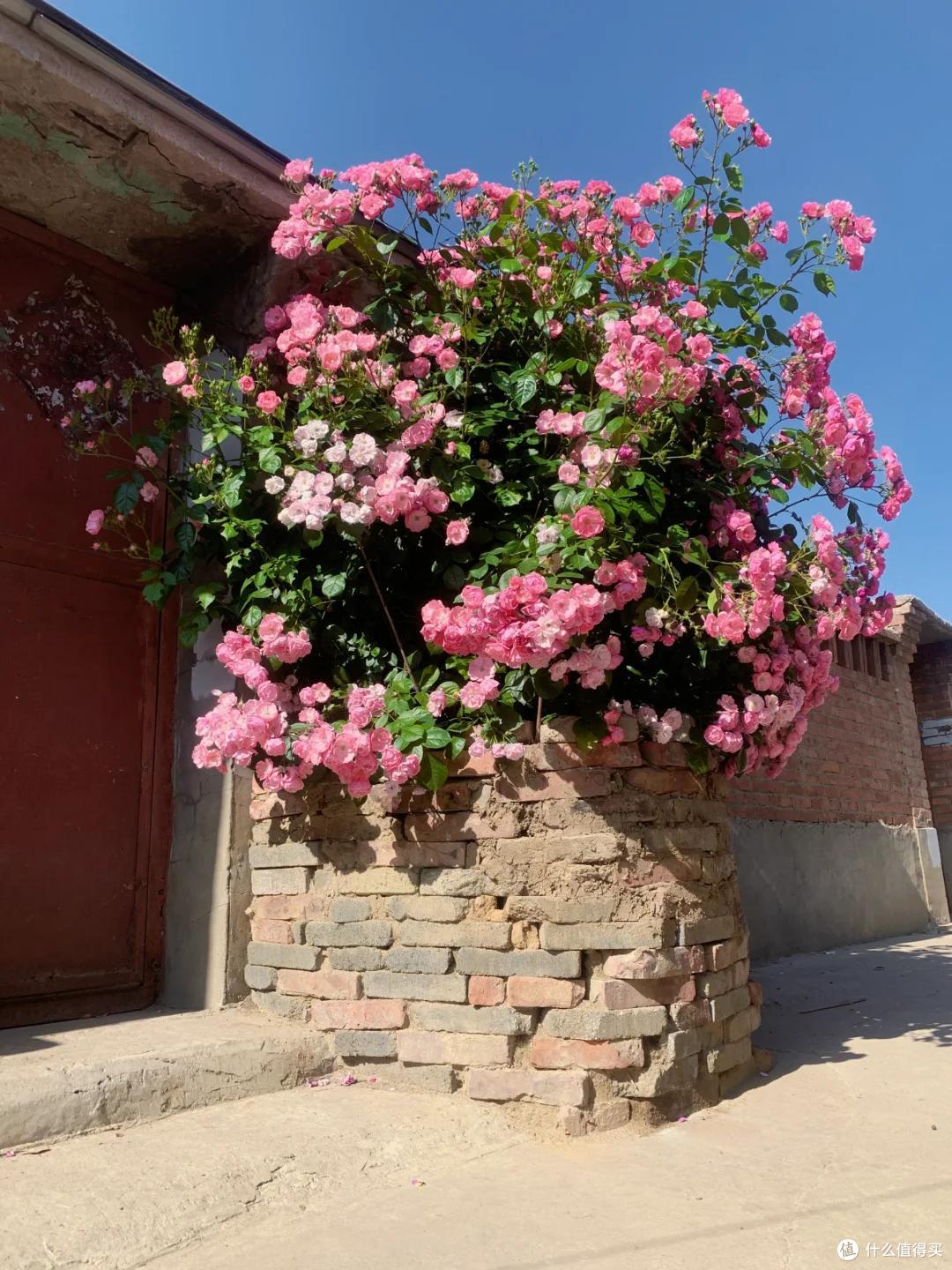 江苏一小伙晒“院子里月季花”,网友:一个破轮胎,还这么美,牛