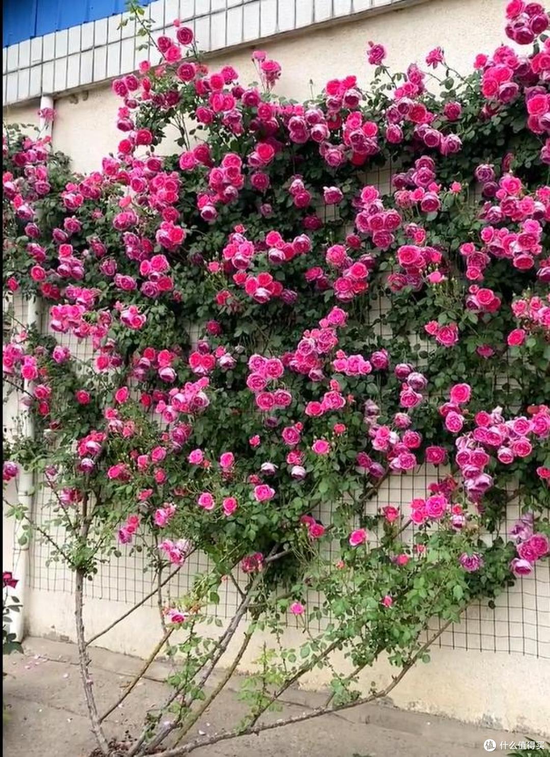江苏一小伙晒“院子里月季花”,网友:一个破轮胎,还这么美,牛