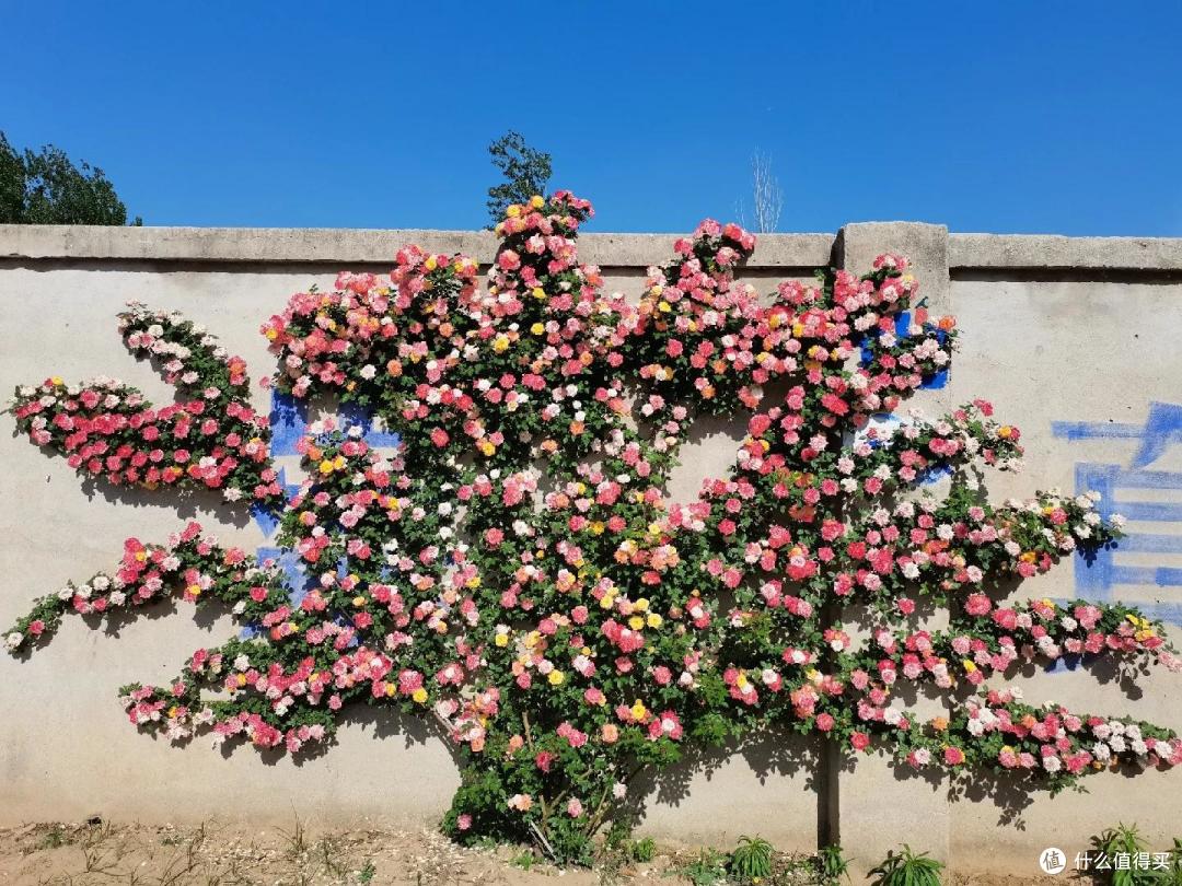 江苏一小伙晒“院子里月季花”,网友:一个破轮胎,还这么美,牛