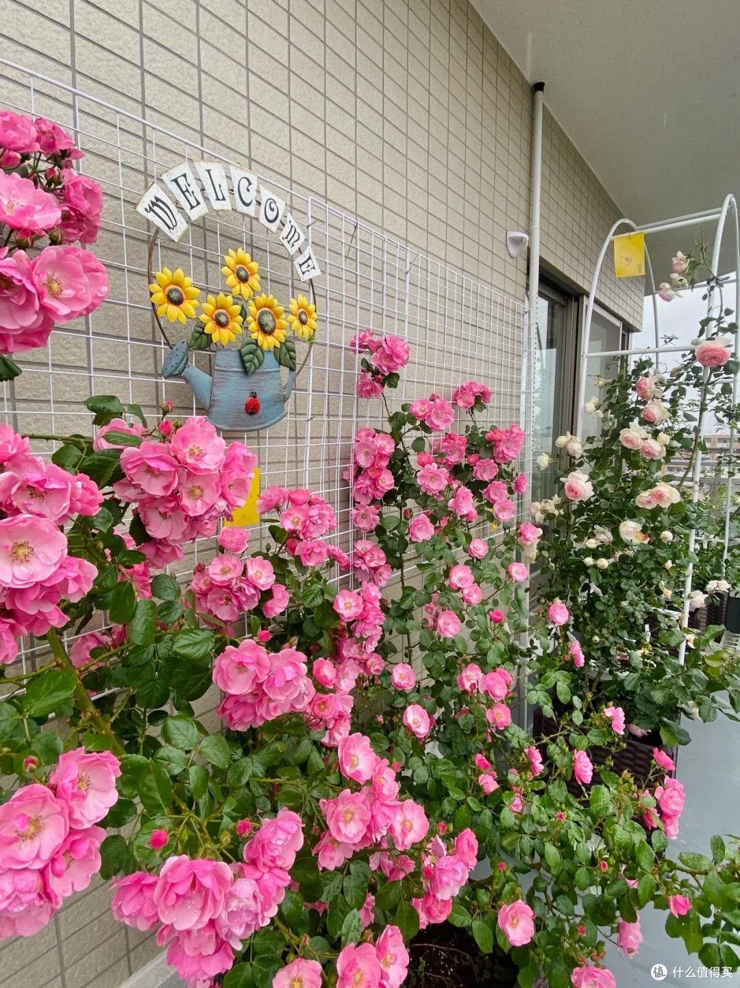 江苏一小伙晒“院子里月季花”,网友:一个破轮胎,还这么美,牛