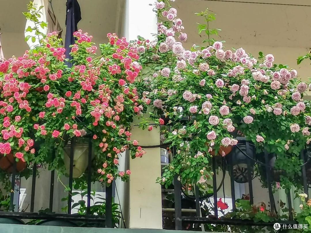 江苏一小伙晒“院子里月季花”,网友:一个破轮胎,还这么美,牛