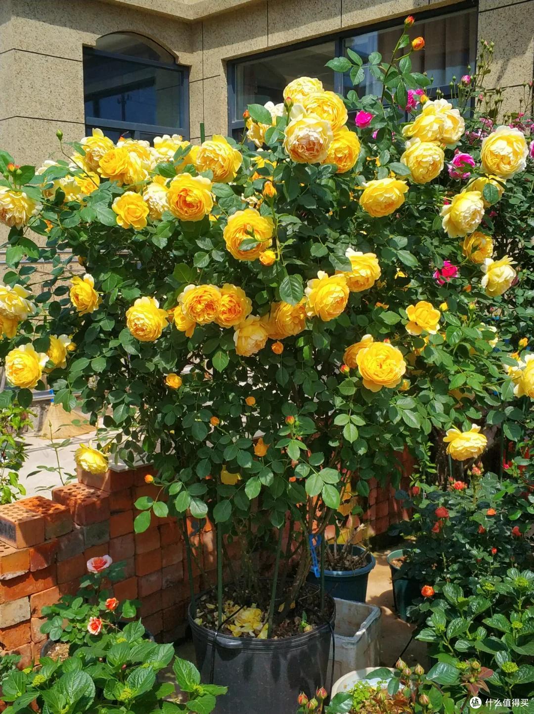 江苏一小伙晒“院子里月季花”,网友:一个破轮胎,还这么美,牛