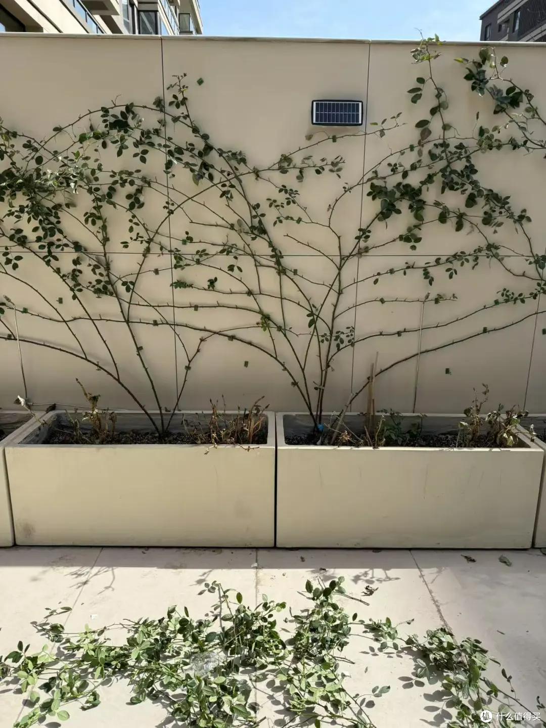 江苏一小伙晒“院子里月季花”,网友:一个破轮胎,还这么美,牛