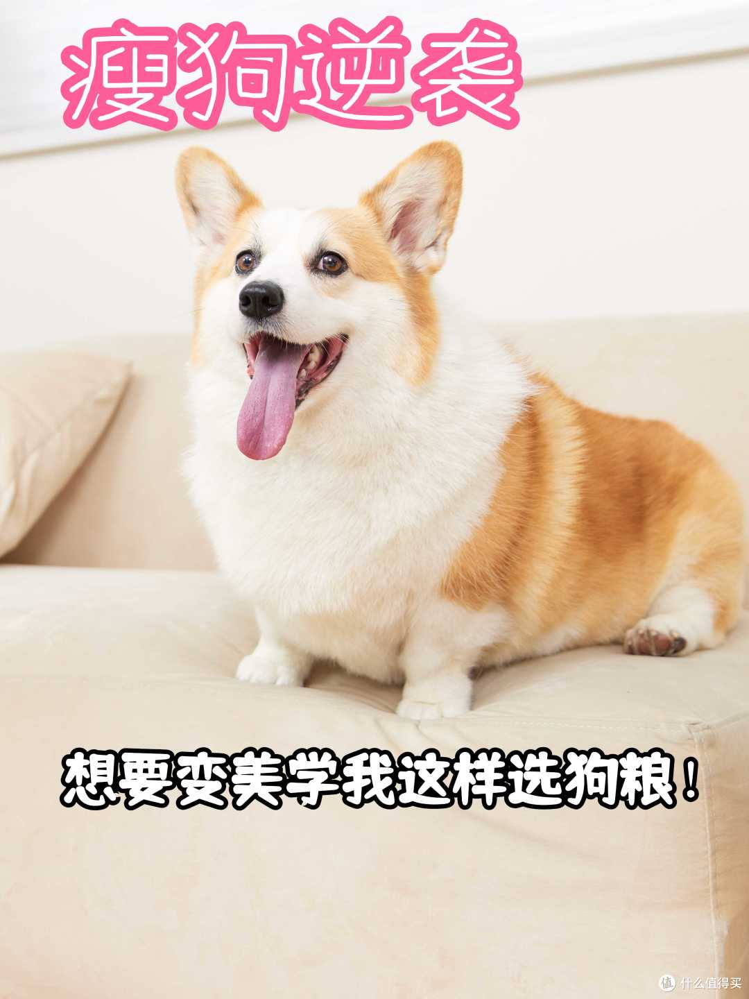 柯基越吃越长肉的秘籍!选对狗粮很重要