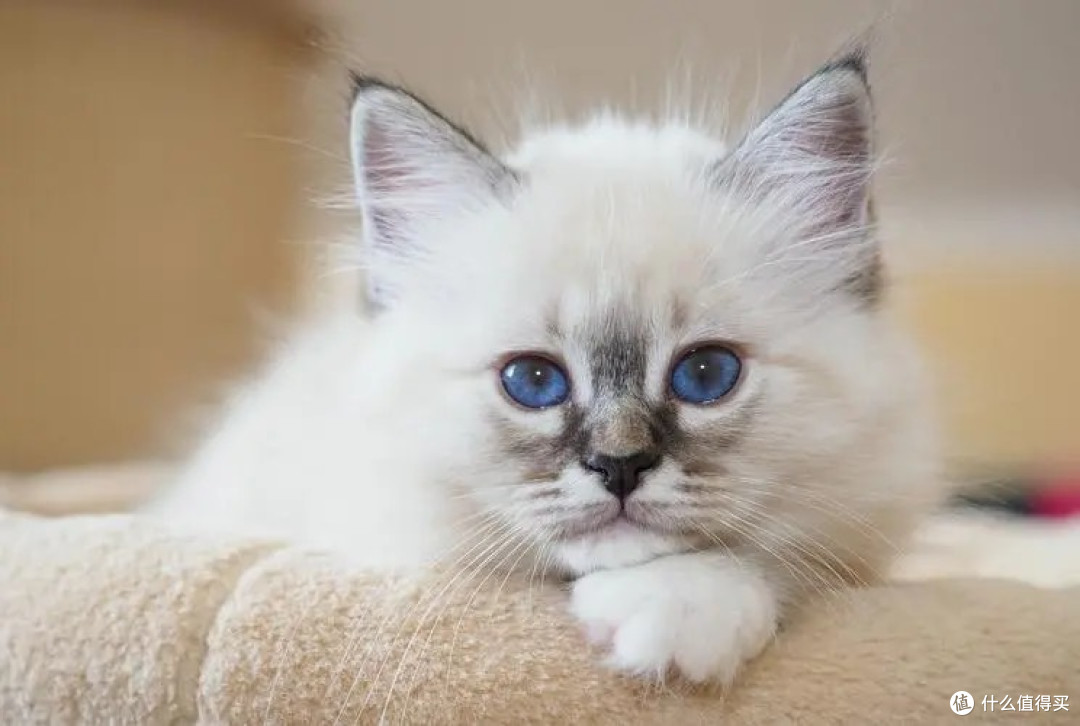 猫粮怎么买好又实惠?公认猫粮推荐五款:好评率99%
