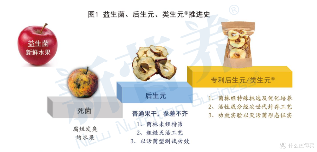 从生肉到舒化粮:一场跨越千年的猫咪消化适应性革命
