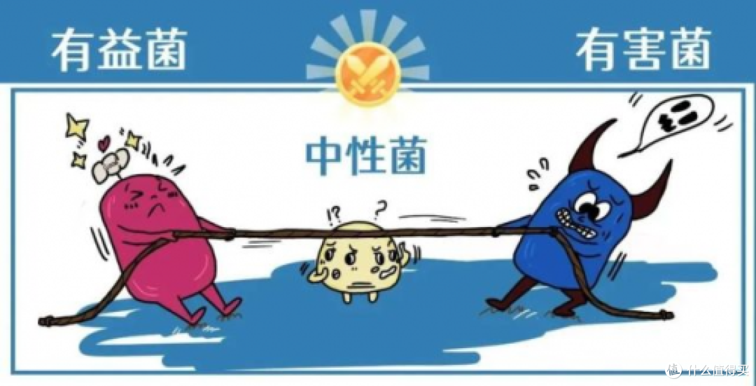 从生肉到舒化粮:一场跨越千年的猫咪消化适应性革命