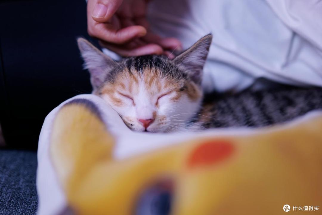 新手养猫怕踩坑？收好这份清洁用品红黑榜！