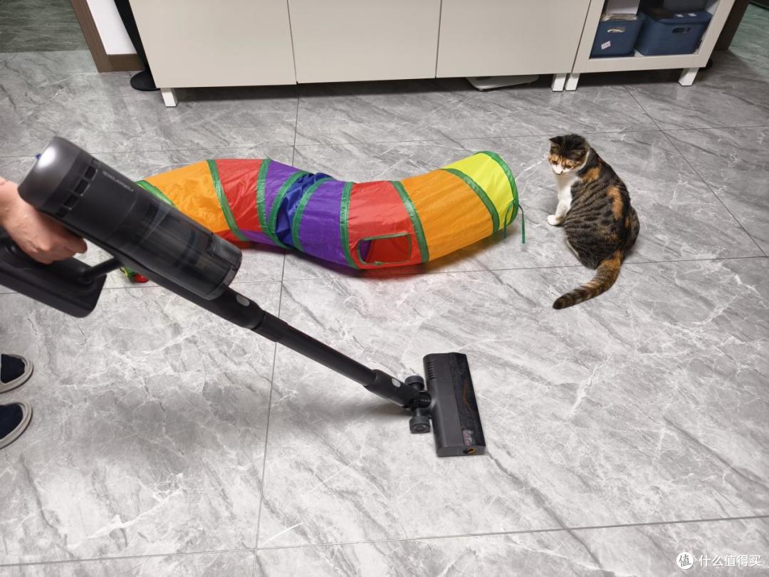 新手养猫怕踩坑？收好这份清洁用品红黑榜！