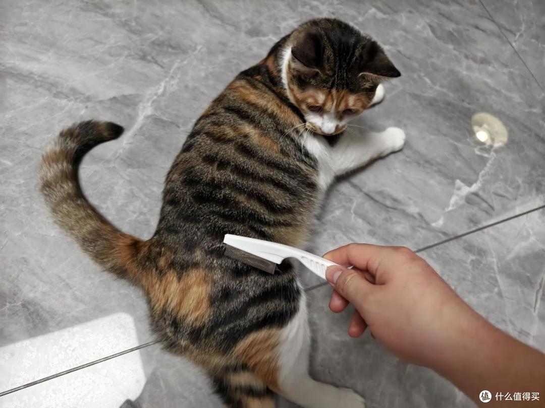 新手养猫怕踩坑？收好这份清洁用品红黑榜！