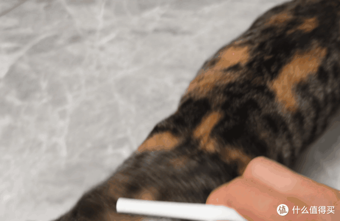 新手养猫怕踩坑？收好这份清洁用品红黑榜！