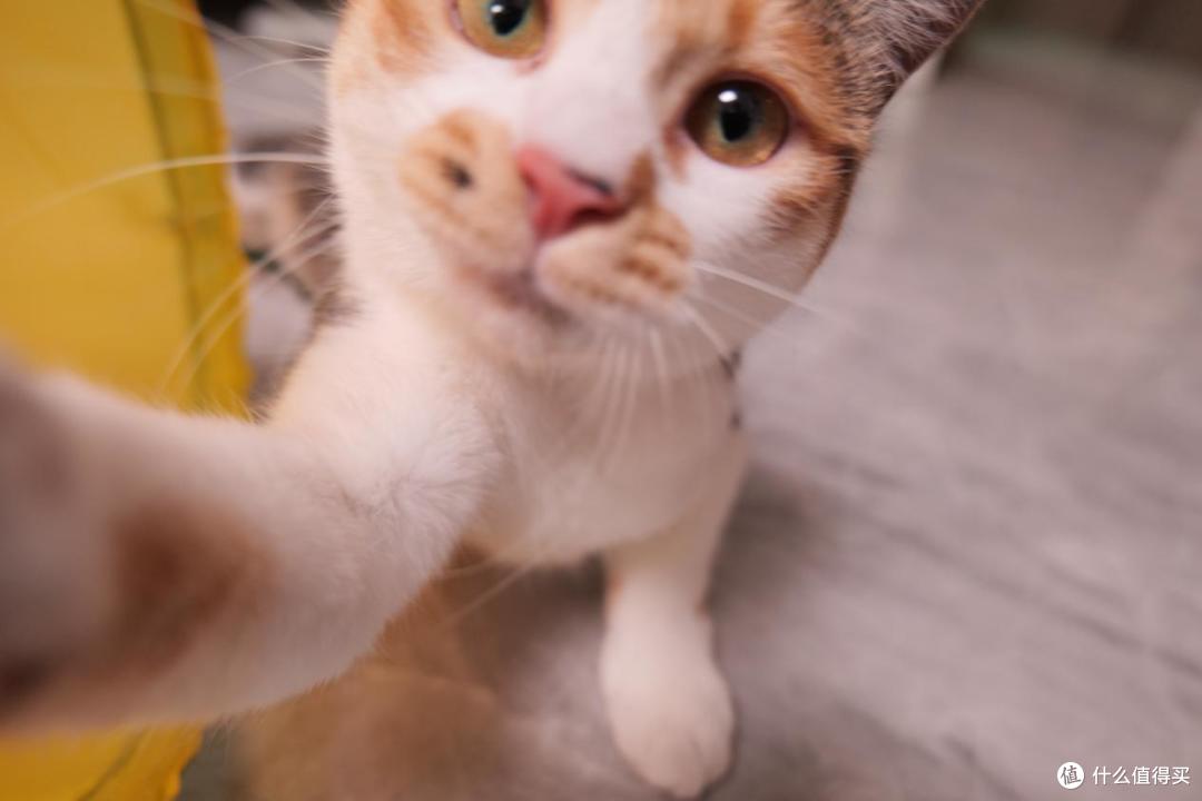 新手养猫怕踩坑？收好这份清洁用品红黑榜！