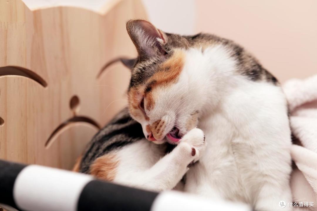 新手养猫怕踩坑？收好这份清洁用品红黑榜！