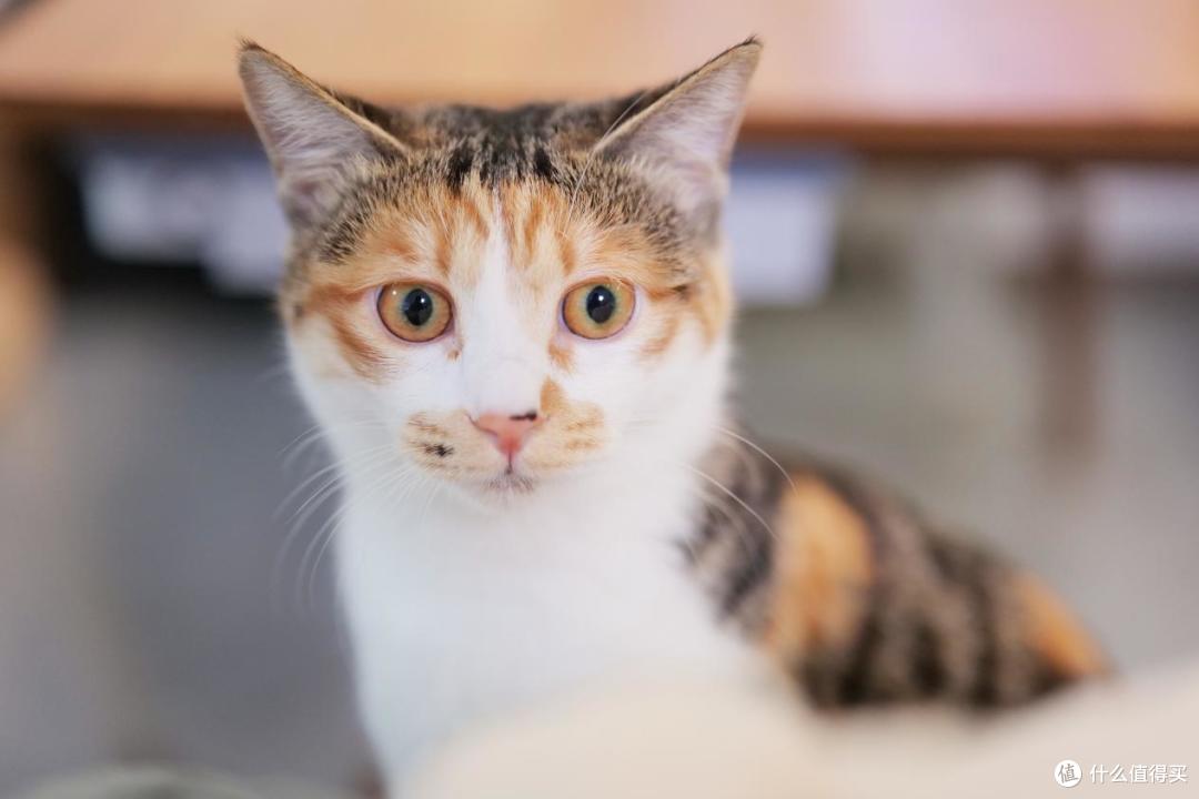 新手养猫怕踩坑？收好这份清洁用品红黑榜！