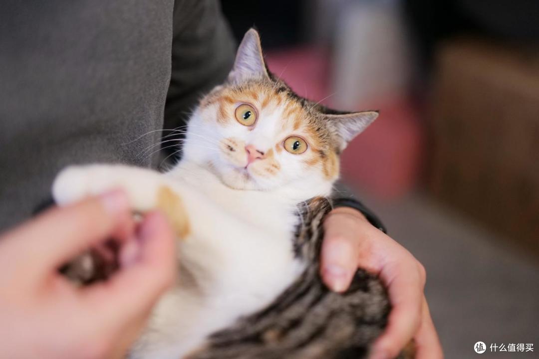 新手养猫怕踩坑？收好这份清洁用品红黑榜！