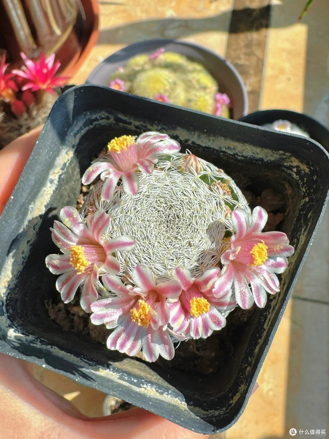 爷爷养了9年的仙人柱,送人前居然开花了,网友:天意呀,报恩花
