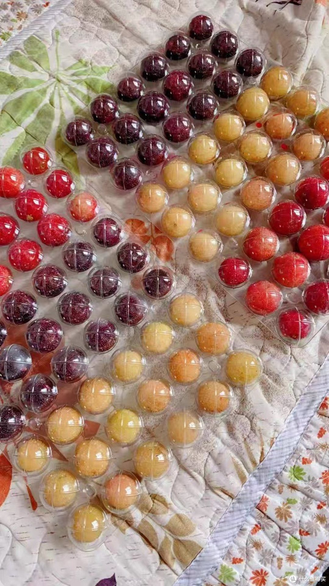余姚水晶白杨梅:千年贡品的现代味觉传奇