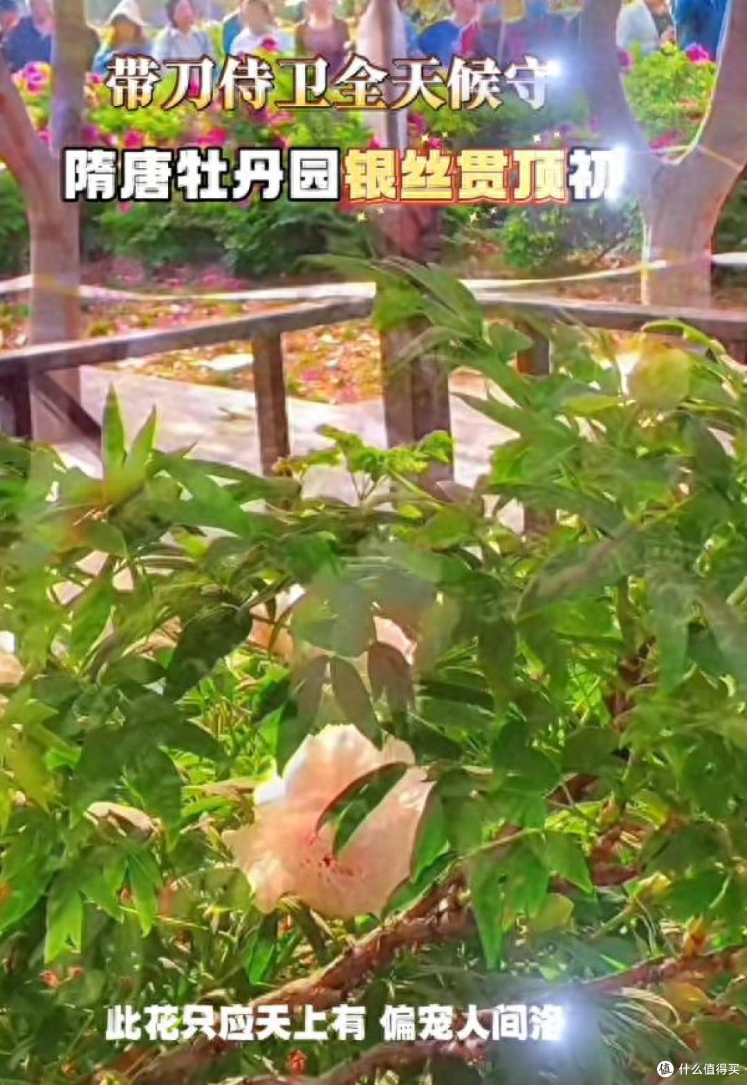 全国唯一一株牡丹花盛开,带刀侍卫24小时看守,只能看30秒,太牛