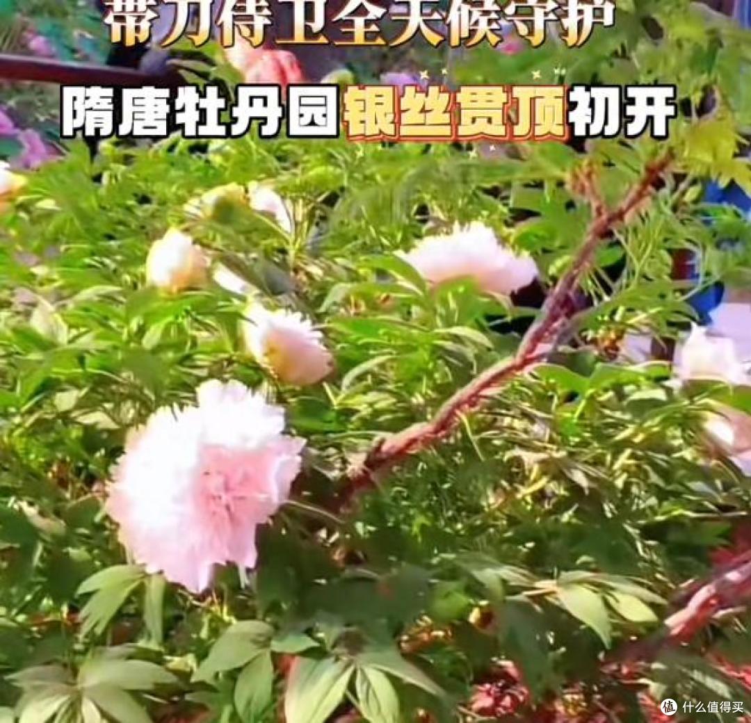全国唯一一株牡丹花盛开,带刀侍卫24小时看守,只能看30秒,太牛