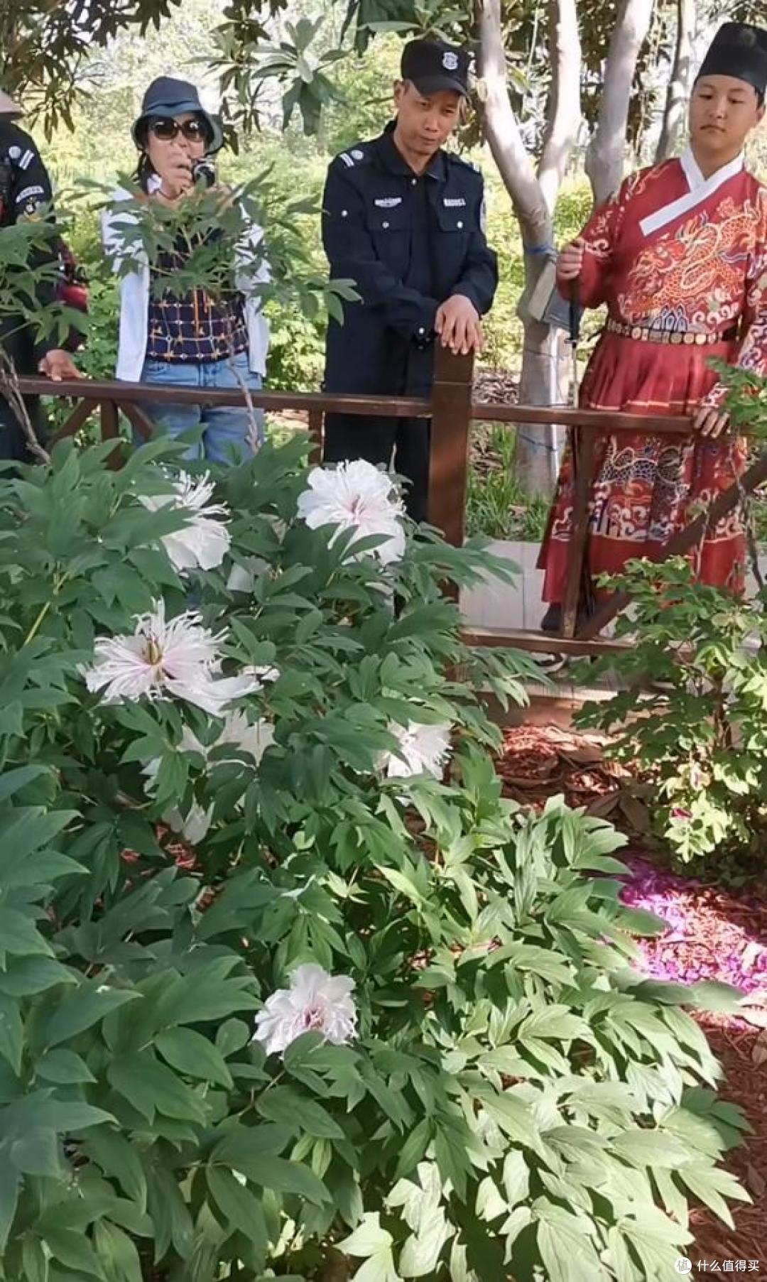 全国唯一一株牡丹花盛开,带刀侍卫24小时看守,只能看30秒,太牛