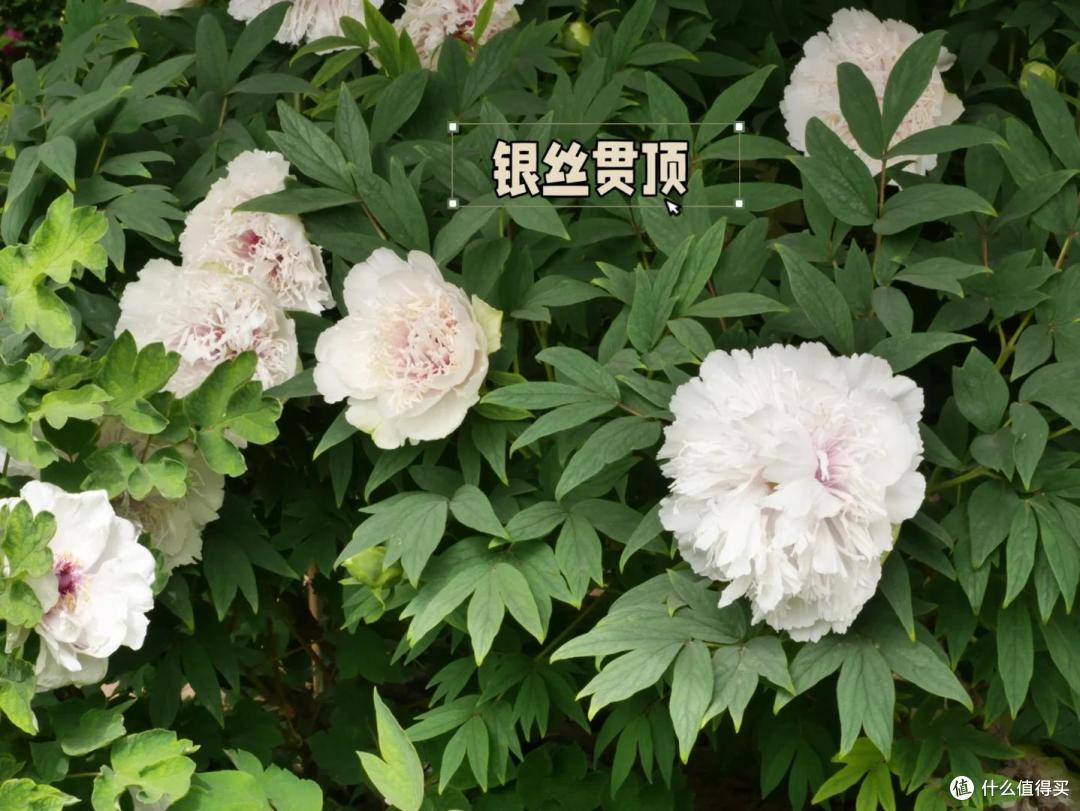 全国唯一一株牡丹花盛开,带刀侍卫24小时看守,只能看30秒,太牛