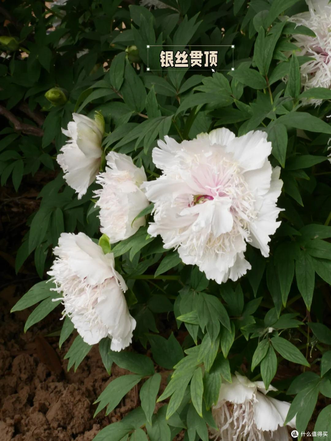 全国唯一一株牡丹花盛开,带刀侍卫24小时看守,只能看30秒,太牛