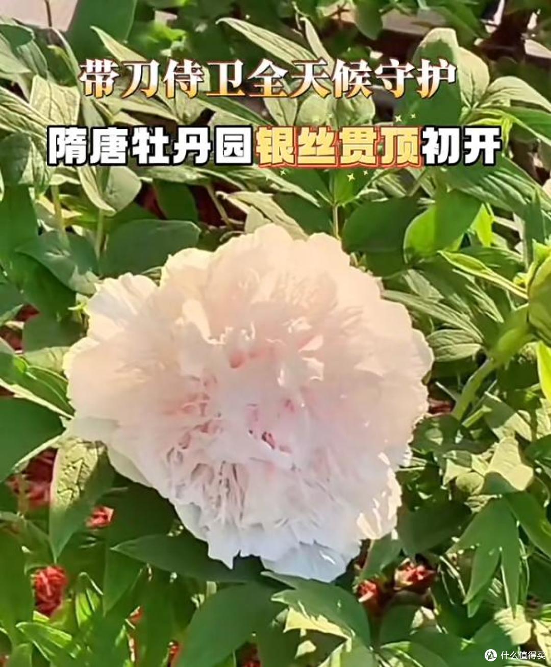 全国唯一一株牡丹花盛开,带刀侍卫24小时看守,只能看30秒,太牛