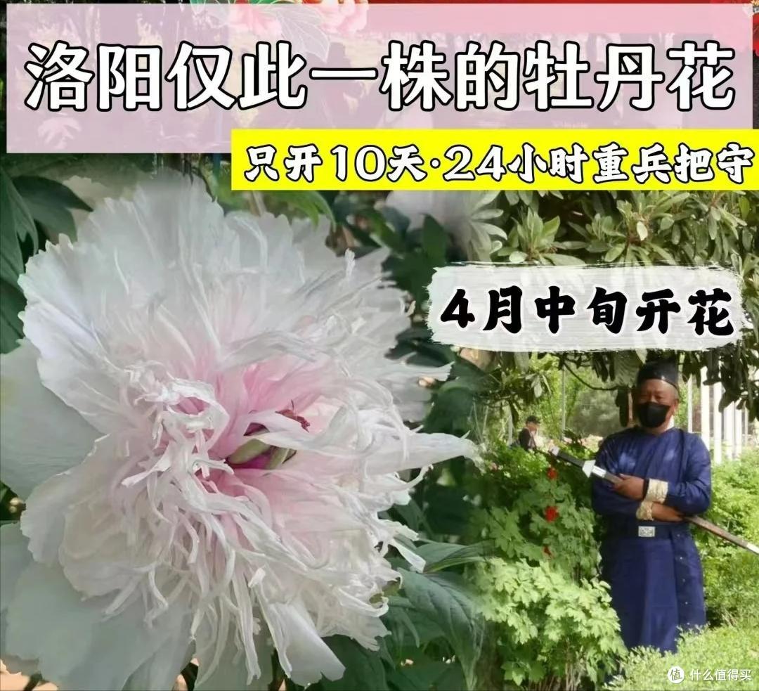 全国唯一一株牡丹花盛开,带刀侍卫24小时看守,只能看30秒,太牛
