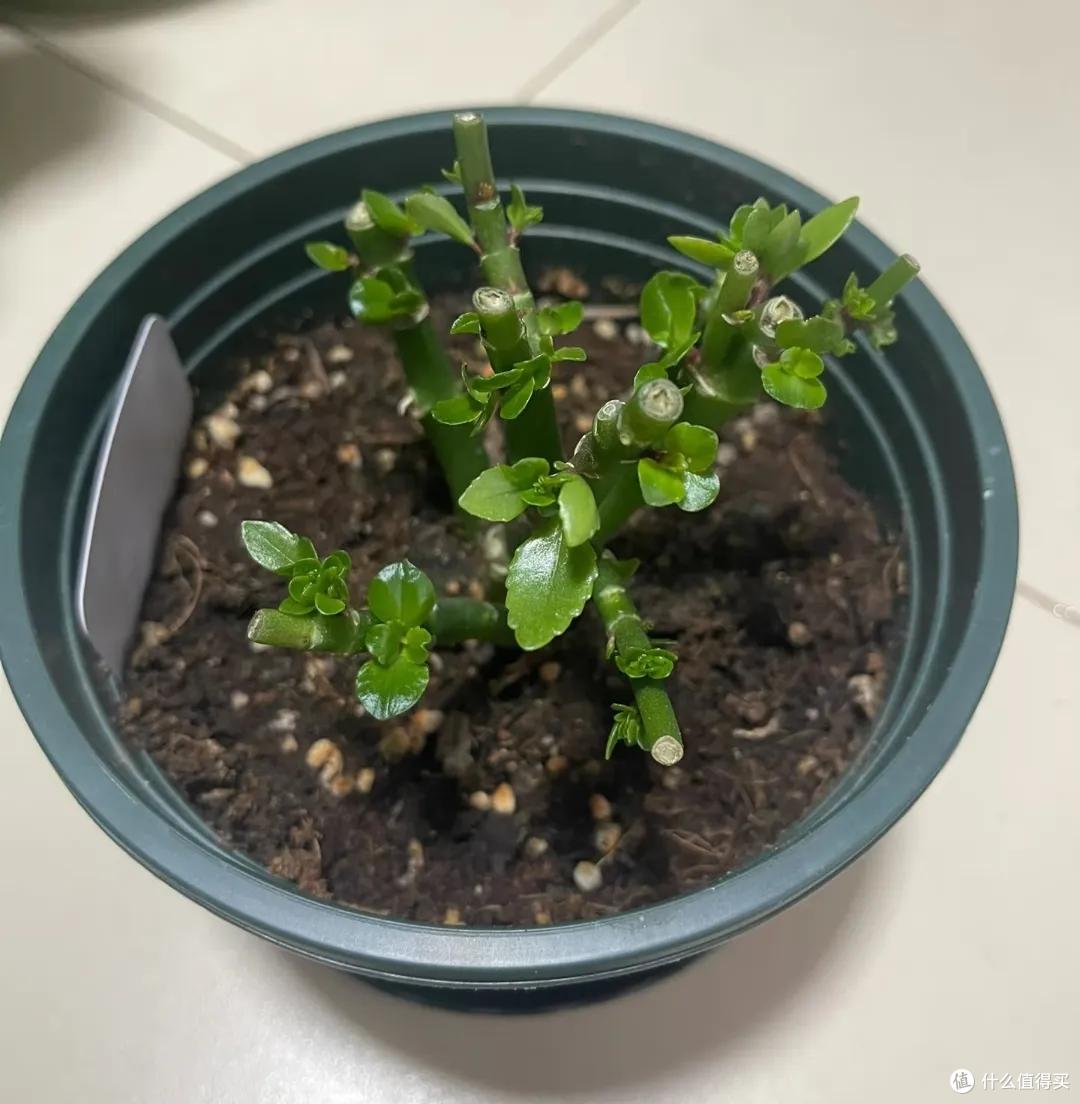 羡慕!北京网友晒87岁老爸养的长寿花,棵棵精神、盆盆爆花