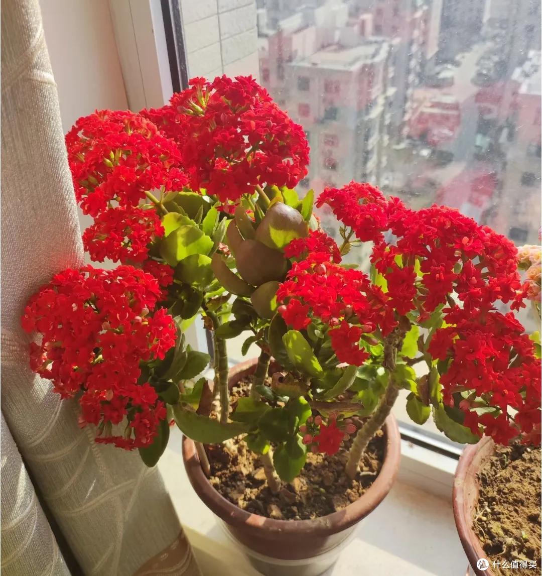 羡慕!北京网友晒87岁老爸养的长寿花,棵棵精神、盆盆爆花
