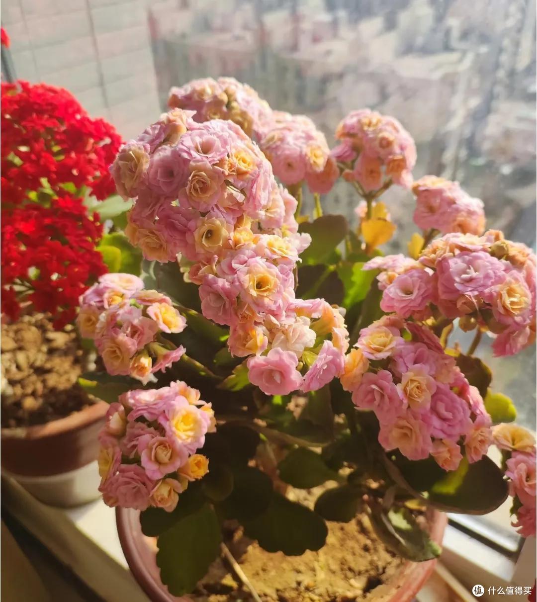 羡慕!北京网友晒87岁老爸养的长寿花,棵棵精神、盆盆爆花