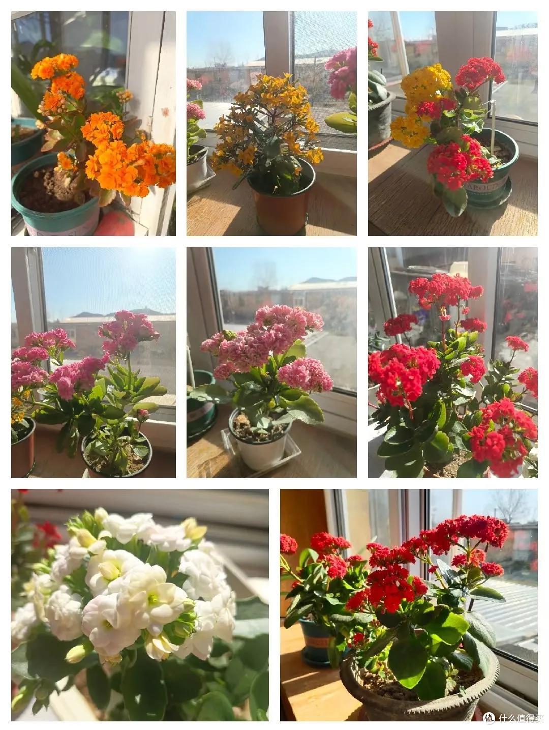 羡慕!北京网友晒87岁老爸养的长寿花,棵棵精神、盆盆爆花