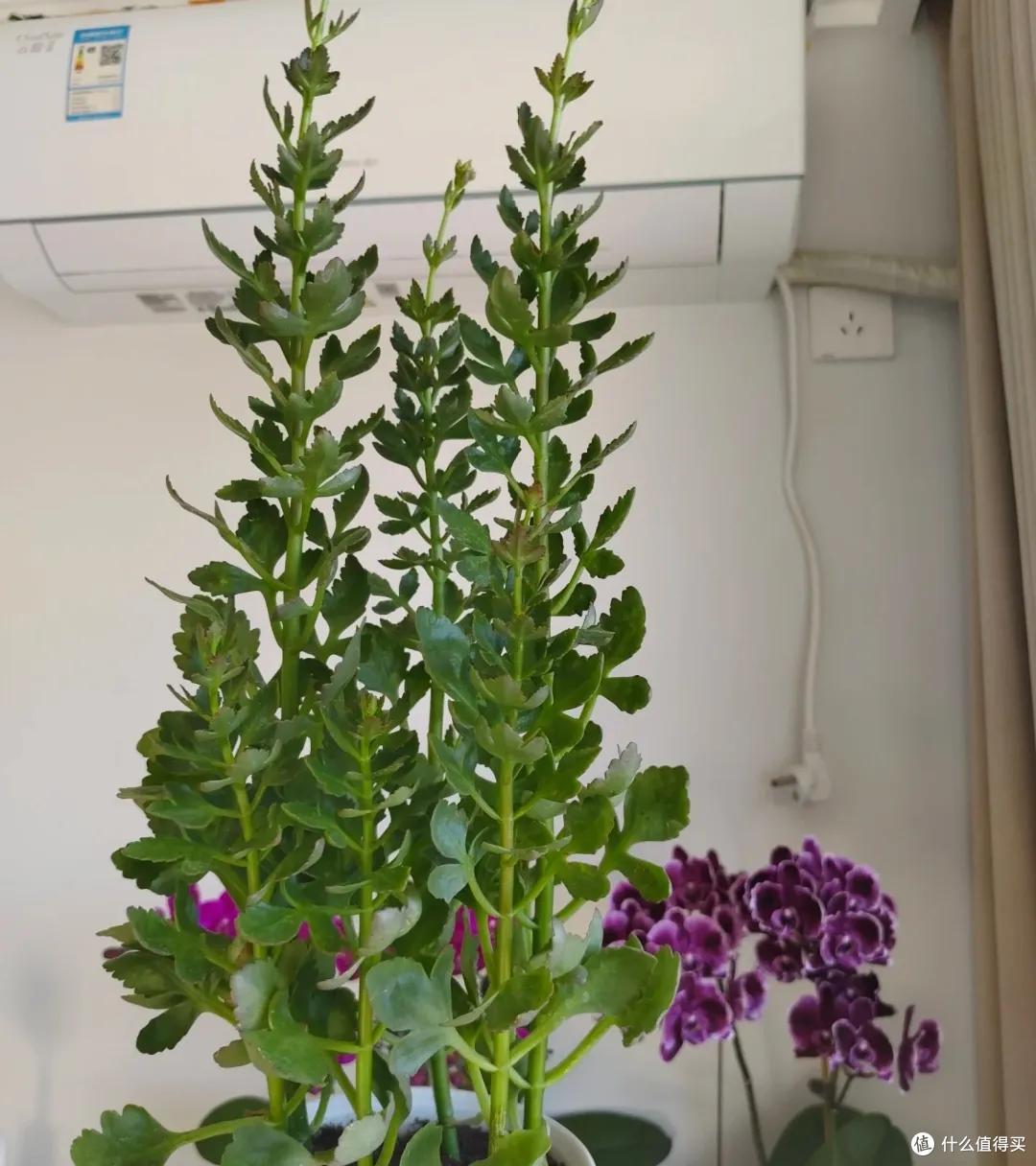 羡慕!北京网友晒87岁老爸养的长寿花,棵棵精神、盆盆爆花