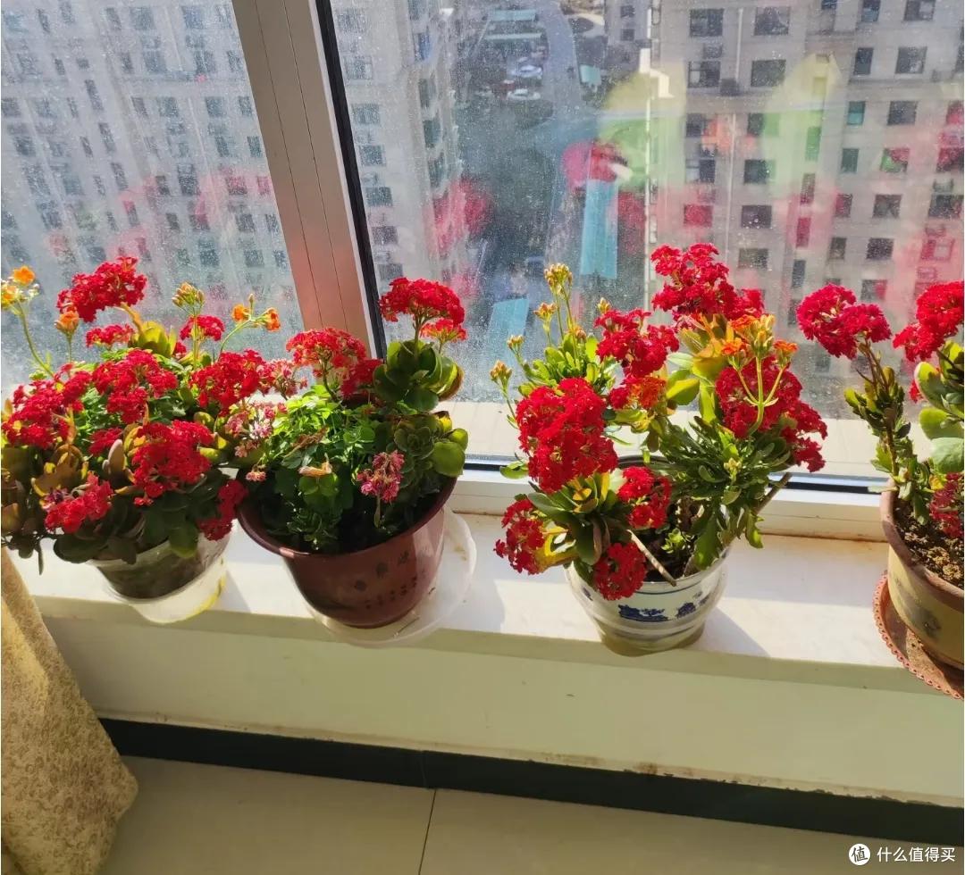 羡慕!北京网友晒87岁老爸养的长寿花,棵棵精神、盆盆爆花