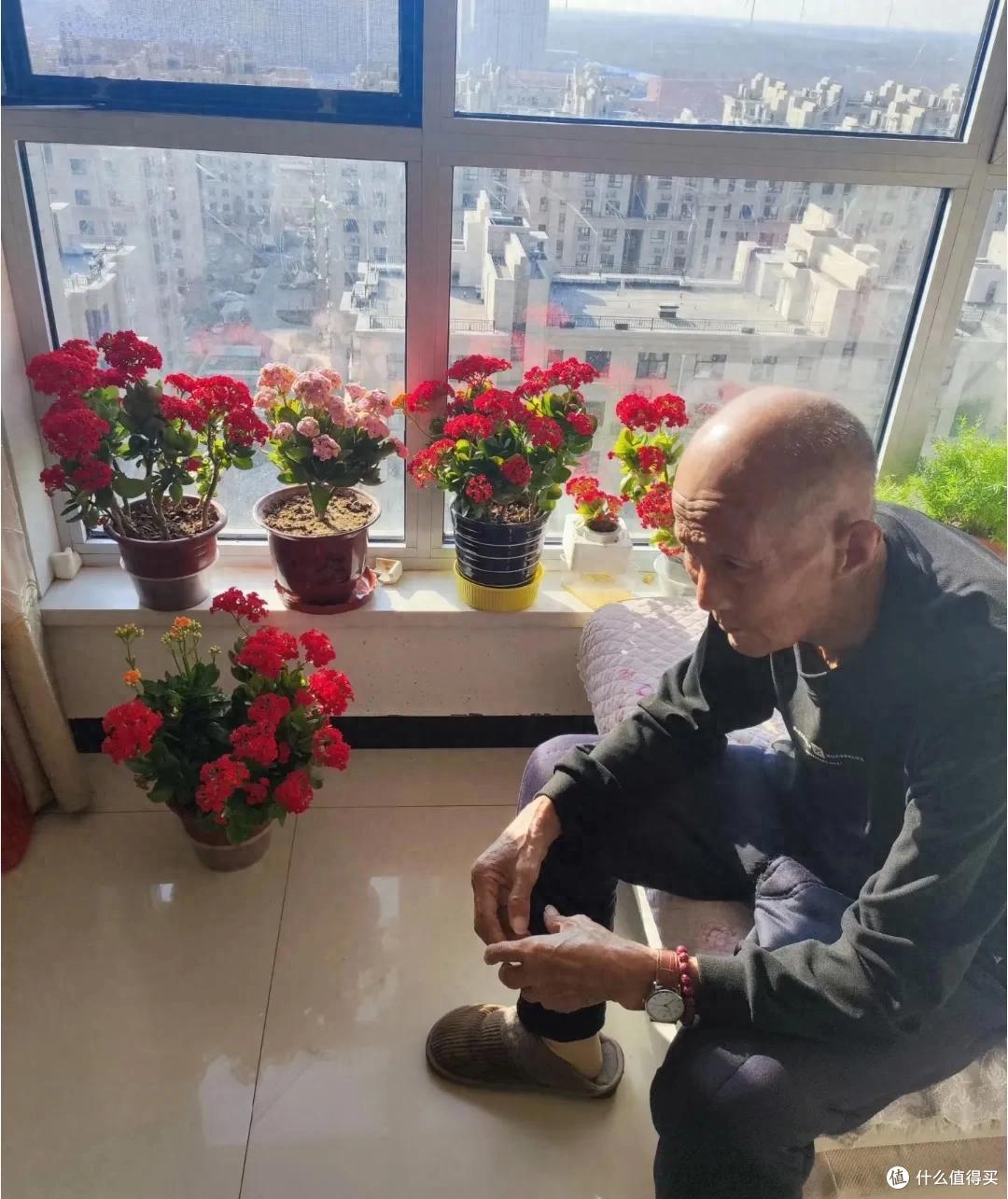 羡慕!北京网友晒87岁老爸养的长寿花,棵棵精神、盆盆爆花