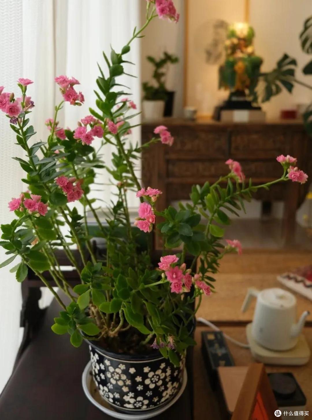 羡慕!北京网友晒87岁老爸养的长寿花,棵棵精神、盆盆爆花