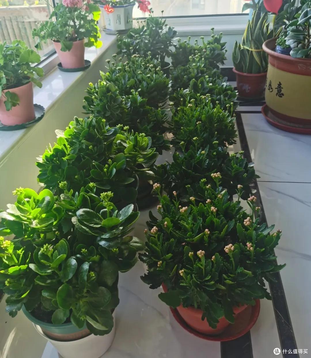 羡慕!北京网友晒87岁老爸养的长寿花,棵棵精神、盆盆爆花