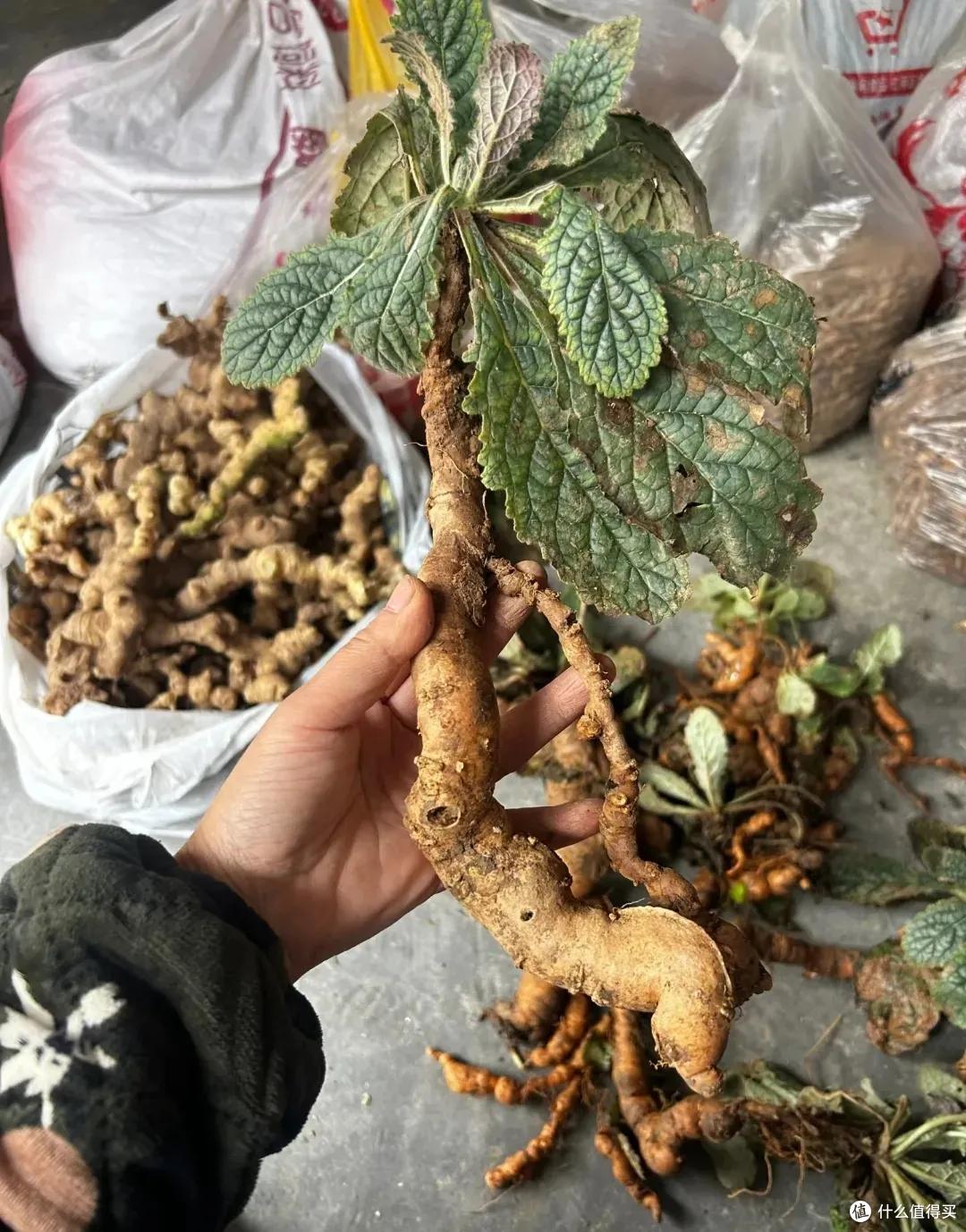 难怪我们小时候抗造,原来是一不小心,吃下了半个《本草纲目》