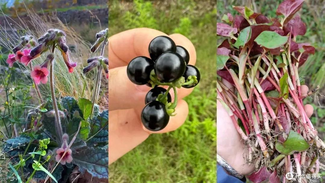 难怪我们小时候抗造,原来是一不小心,吃下了半个《本草纲目》