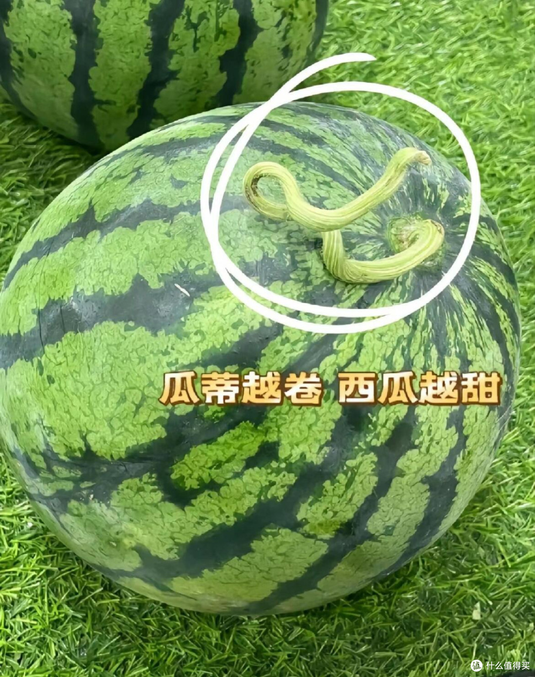 夏日挑瓜秘籍|轻松get超甜梦中情瓜🍉