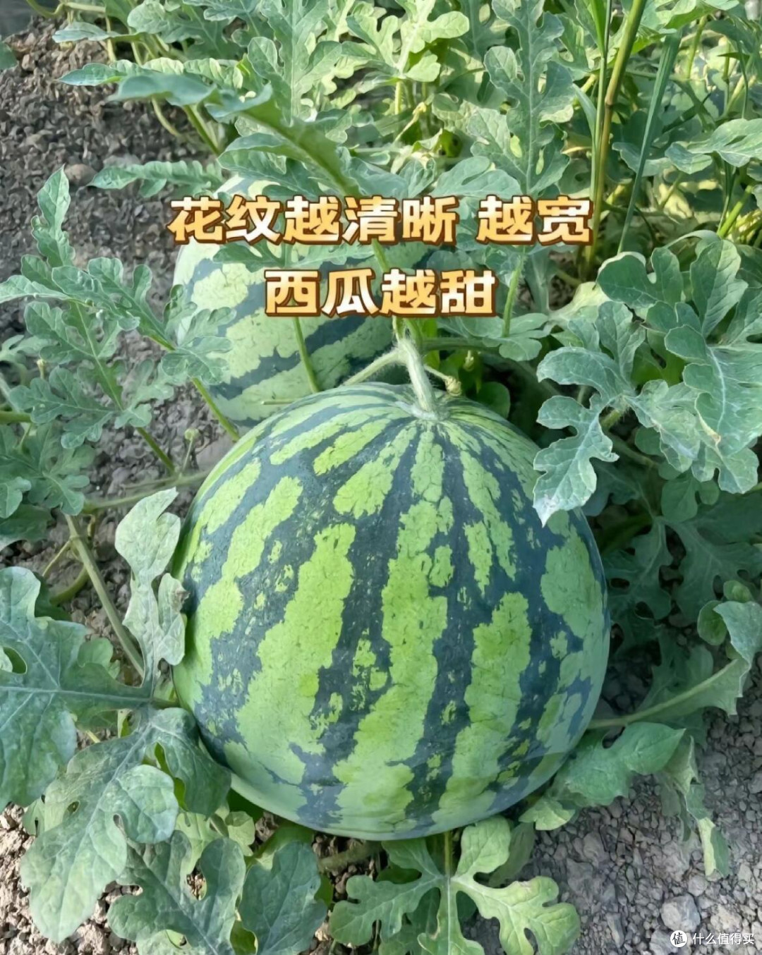 夏日挑瓜秘籍|轻松get超甜梦中情瓜🍉
