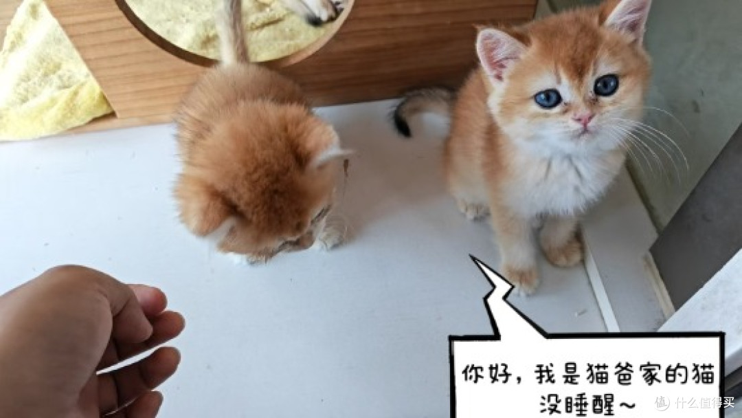 宠物群的猫爸，说最轻松的话，做着最“狠”的事—618大气的买家