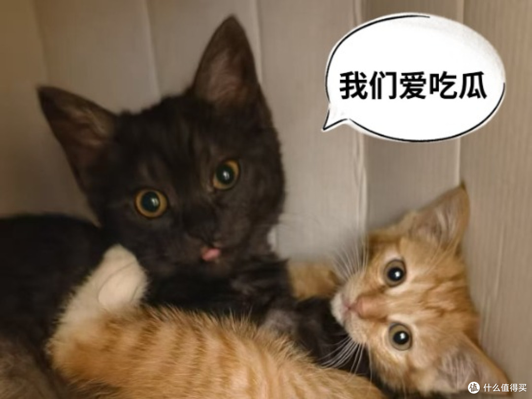 宠物群的猫爸，说最轻松的话，做着最“狠”的事—618大气的买家