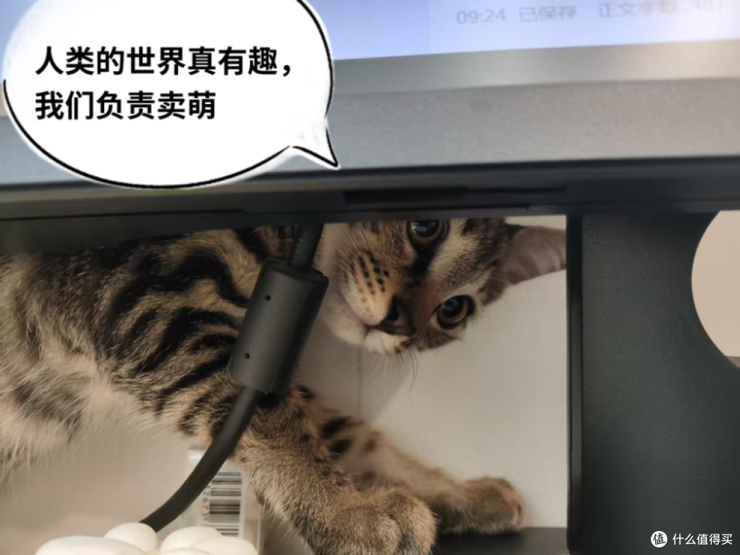 宠物群的猫爸，说最轻松的话，做着最“狠”的事—618大气的买家