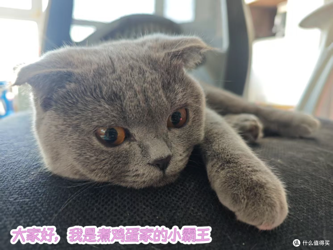 宠物群的猫爸，说最轻松的话，做着最“狠”的事—618大气的买家