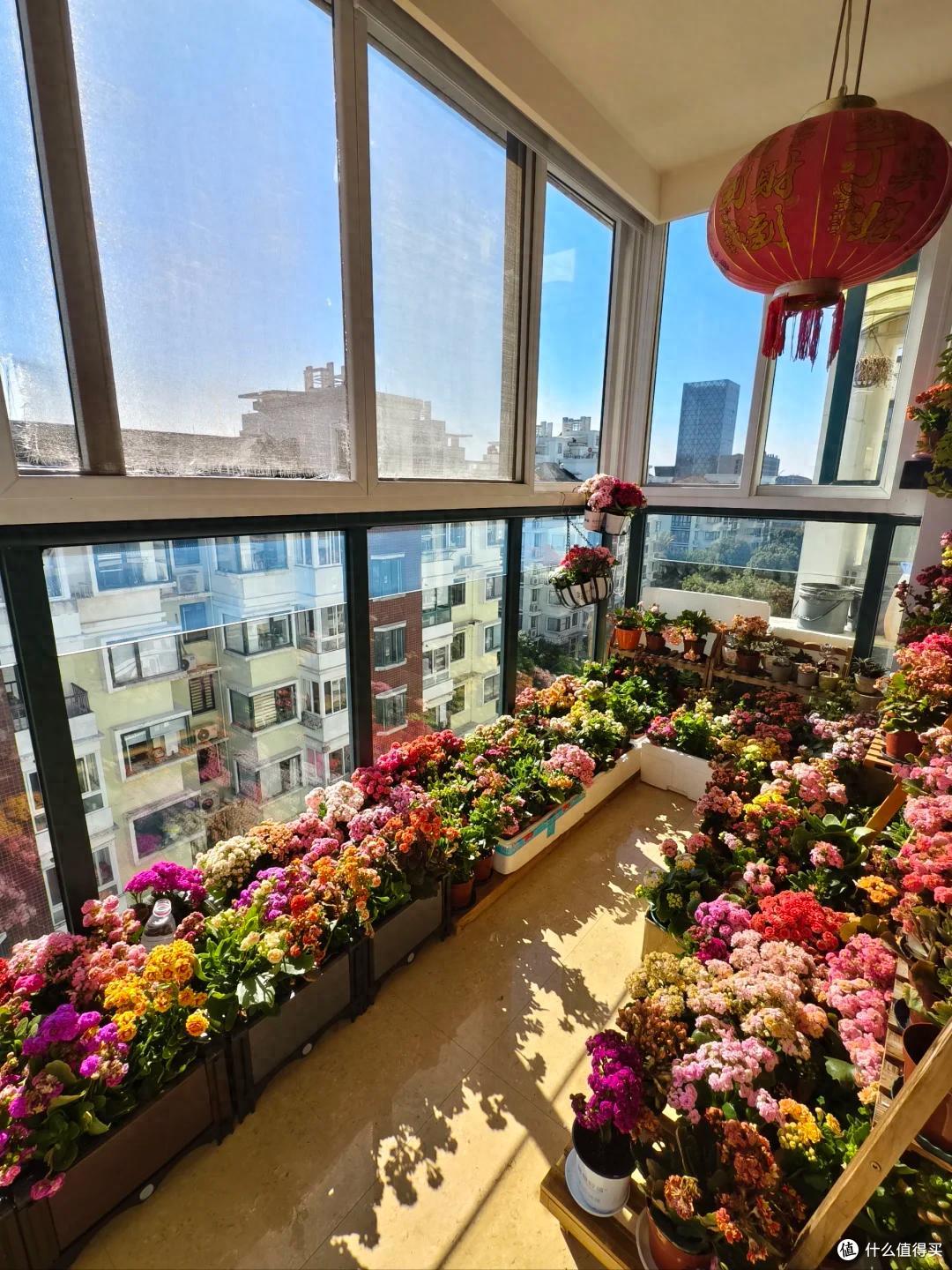 上海一小伙“客厅、阳台养了近800盆长寿花”，花团锦簇，好治愈