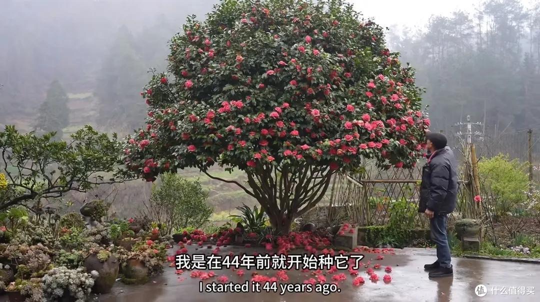 浪漫大抵如此吧!只因奶奶说了一句我喜欢花,爷爷就种了一辈子花